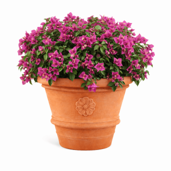 Preview: Vaso Tre Rose – klassischer Terracottatopf aus Impruneta, handgefertigt, frostfest bis -30°C